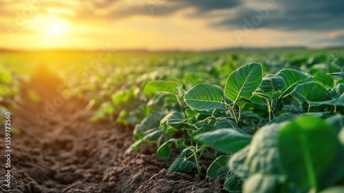 organic green soybean at agriculture plantation farm garden.