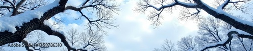 Snow-covered branches stretch towards the sky, bare, barren, arbor