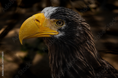 portrait of a eagle