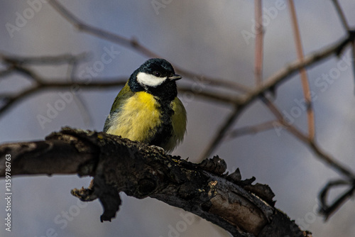 great tit on a branch