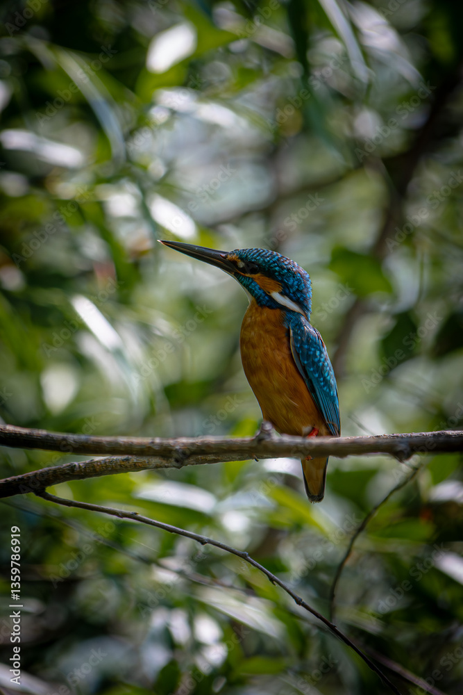 Obraz premium kingfisher on branch