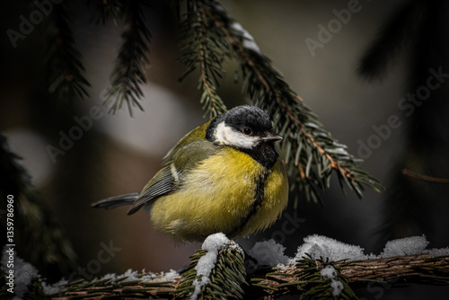 great tit on a branch