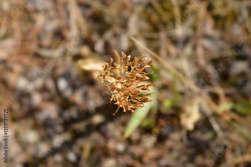 Common centaury seed head