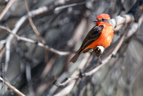 Vermilion Flycatcher (Pyrocephalus rubinus) photo