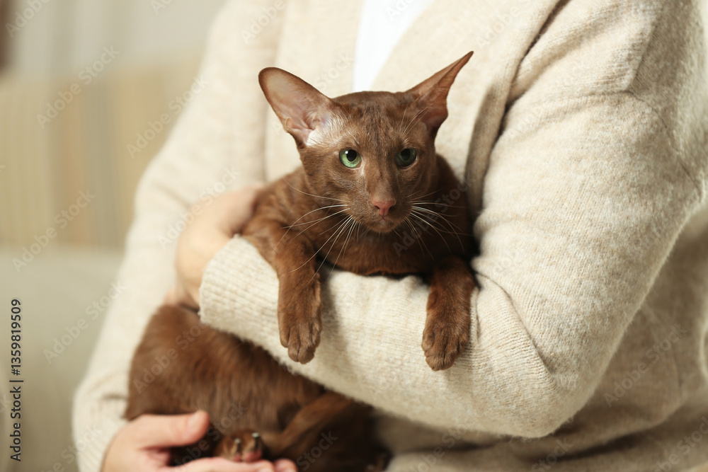 custom made wallpaper toronto digitalWoman with cute Oriental Shorthair cat at home, closeup. Adorable pet