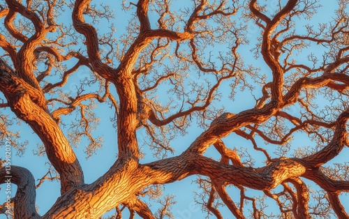 Ancient tree branches against a pale blue sky photo