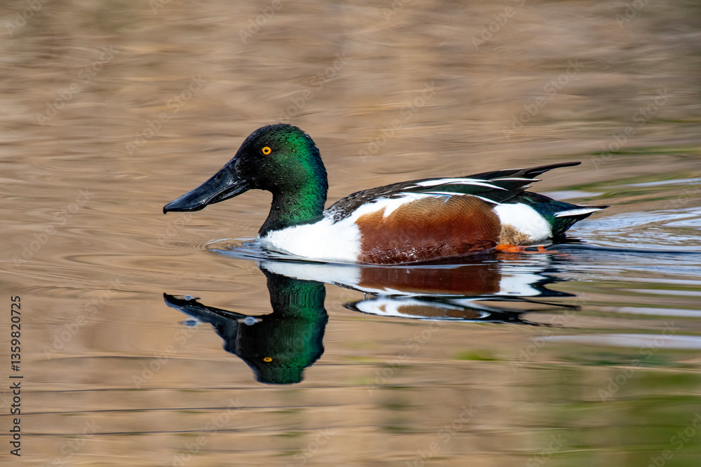 Obraz premium Northern Shoveler (Spatula clypeata)