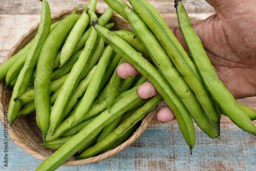 man picks broad beans harvested from the vegetable garden ready for eating