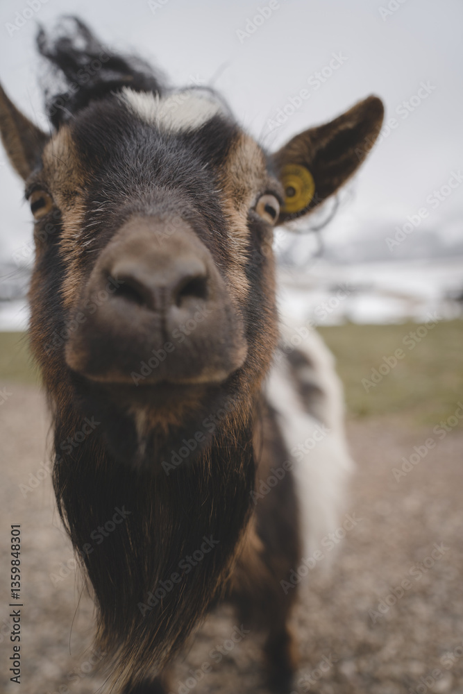 Fototapeta premium goat in the mountains