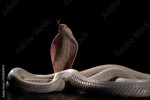 Monocled cobra on a black background photo