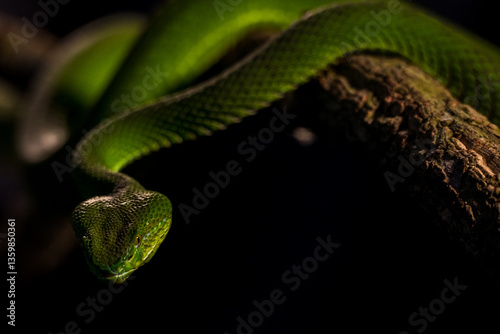 Gumprecht's green pit viper indoors photo