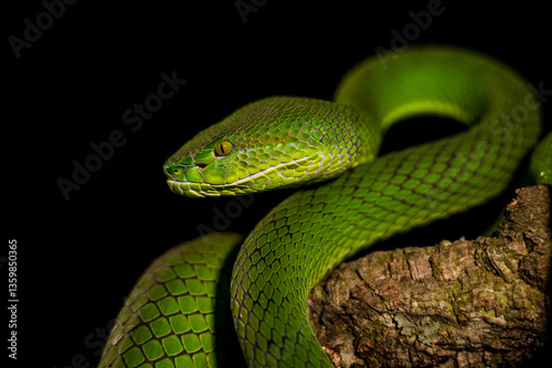 Gumprecht's green pit viper portrait photo