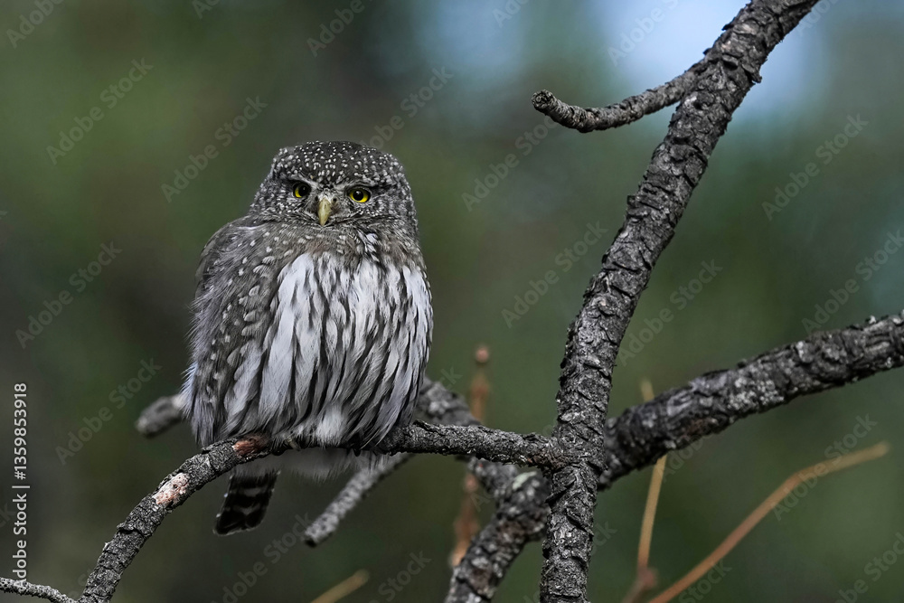 Fototapeta premium Northern Pygmy Owl