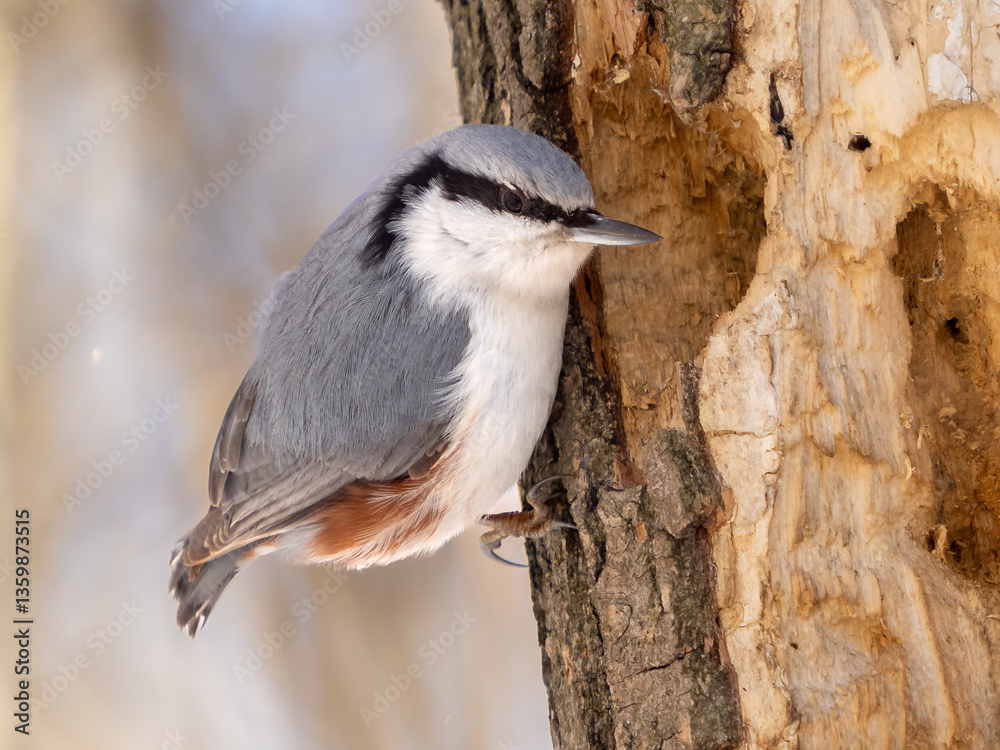 Naklejka premium Close-up portrait of Nuthatch perched or Sitta europaea on tree trunk in winter park