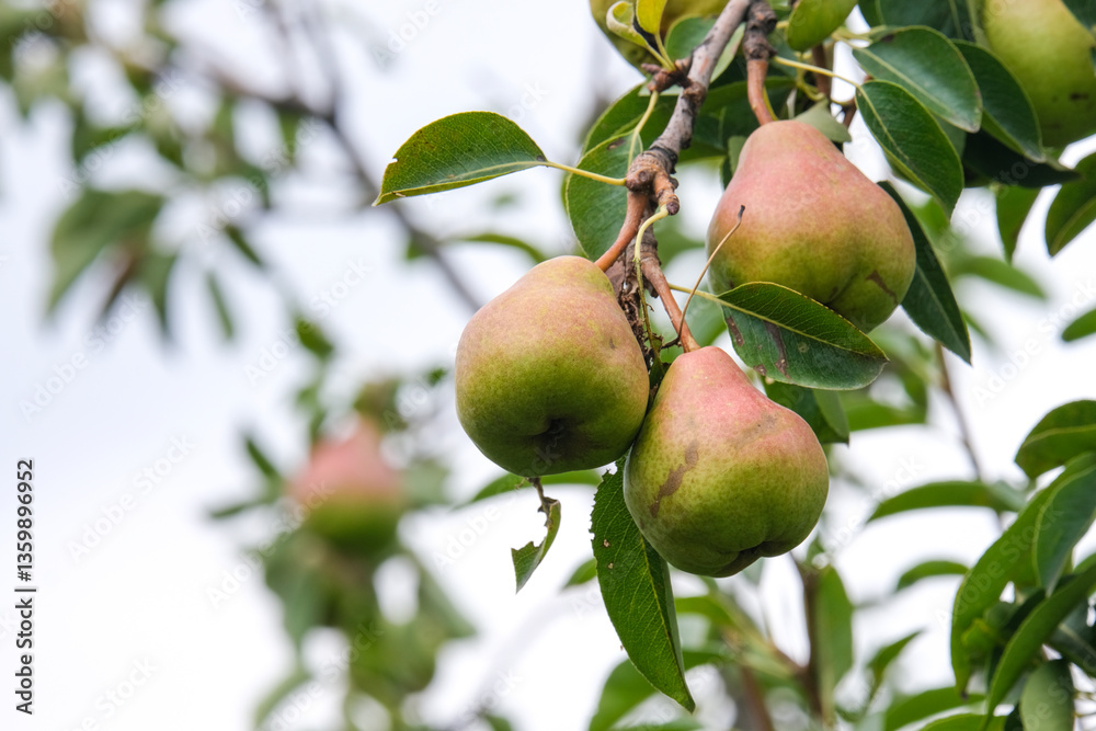 Pears on tree branches in the garden. Fruit farm. Pears on tree branches in the garden. Fruit farm.