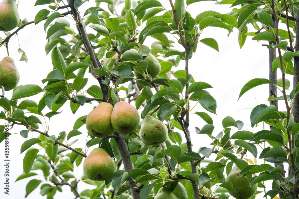 Pears on tree branches in the garden. Fruit farm.