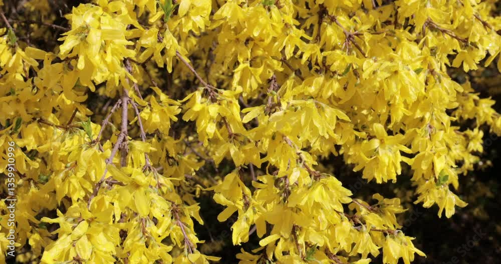 Smooth upward panning video of a forsythia bush in full bloom. The vibrant yellow flowers are covered in water droplets after a spring rain, illuminated by bright sunlight