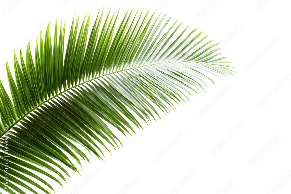 Fototapeta premium Isolated Sago Palm Green Leaf Transparent Background Design Element
