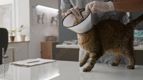 Close up shot of brown tabby cat standing on examination table in clinic while veterinarian in gloves placing protective cone around neck