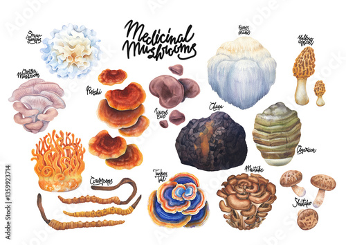 Realistic watercolor collection of medicinal mushrooms isolated on a white background