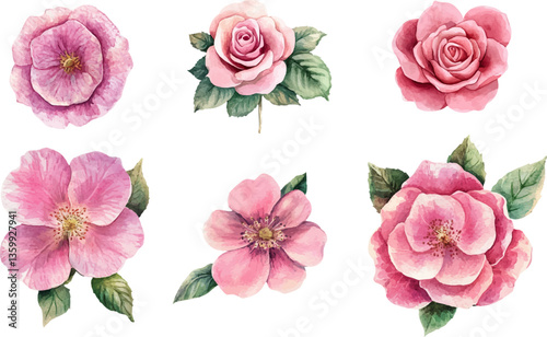 Watercolor rose flower clipart. Watercolour floral illustration