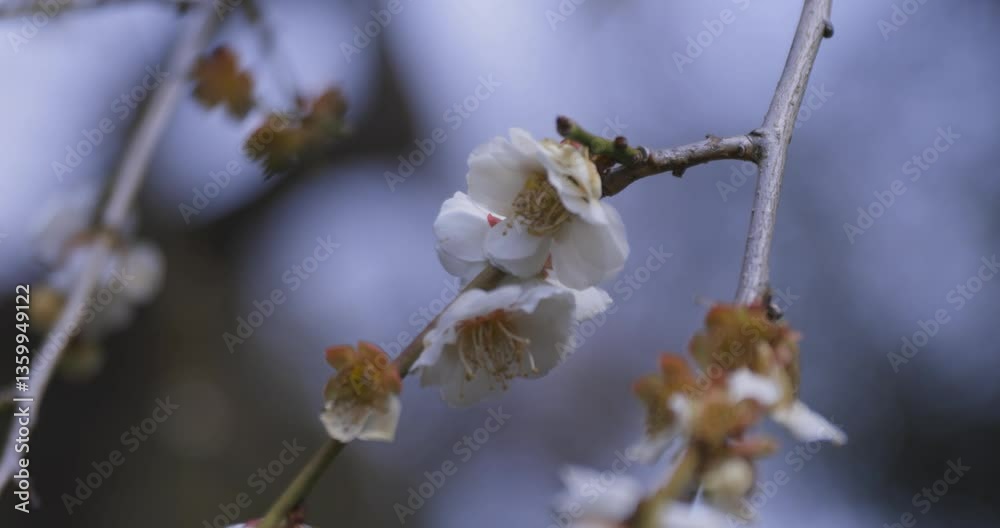 A blooming plum flower at the park in spring close up A blooming plum flower at the park in spring close up