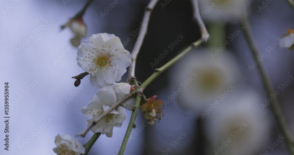 A blooming plum flower at the park in spring close up A blooming plum flower at the park in spring close up