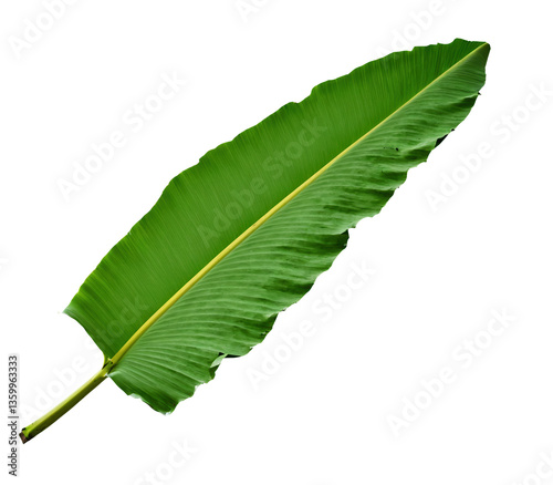 A single tropical banana leaf from side view with natural imperfections, slightly torn edges, and rich green hues, isolated on a transparent background.