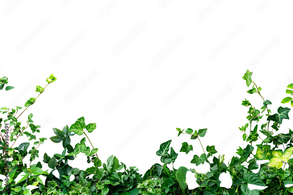 a white wall with a bunch of green plants