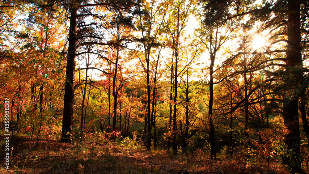 Obraz premium Autumn forest nature. Vivid morning in colorful forest with sun rays through branches of trees. Scenery of nature with sunlight