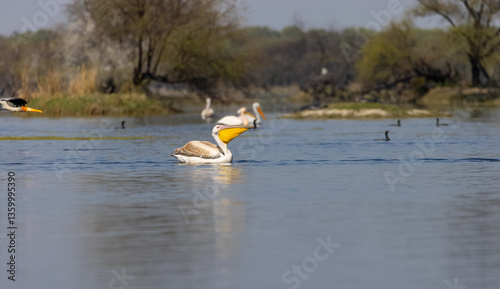 Dalmatian Pelican (Pelecanus crispus) floating in river during the winter migration in the forest.	
