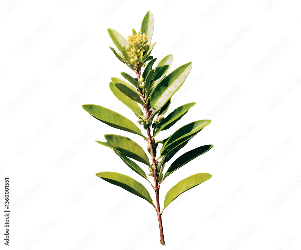 Obraz premium A Vibrant Close-Up of Lemon Myrtle, Showcasing the Beauty and Detail of this Australian Native Herb with its Lush Green Leaves and Delicate Yellow Buds on a Single Stem