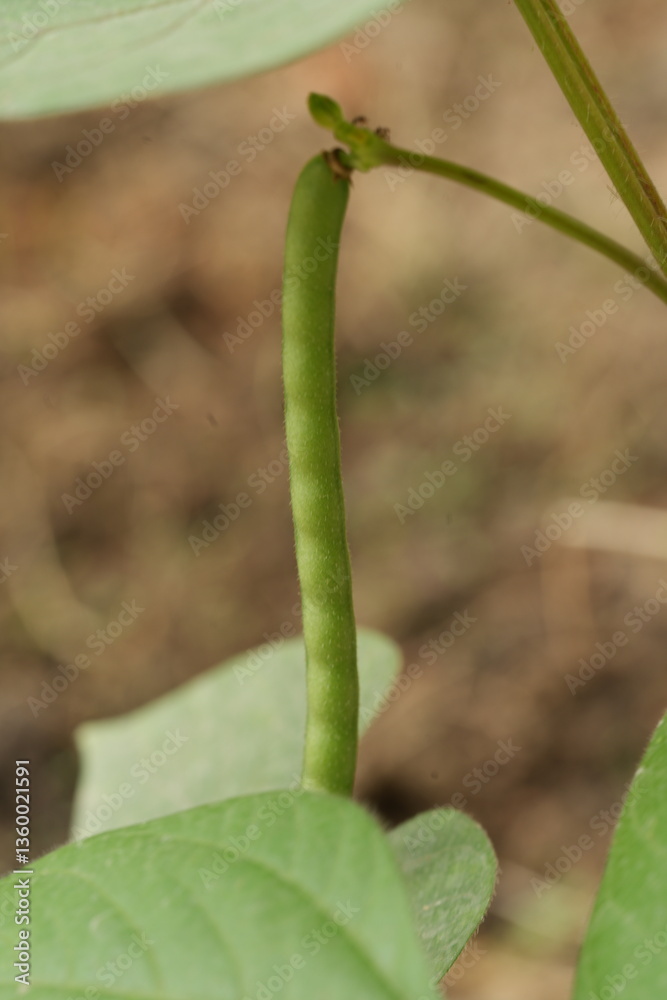 close of mung bean close of mung bean