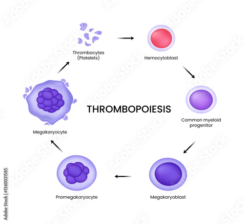 Thrombopoiesis The Process of Platelet Production in Blood