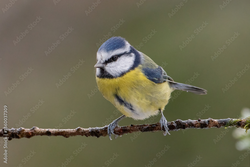 Obraz premium Blue Tit (Cyanistes caeruleus)
