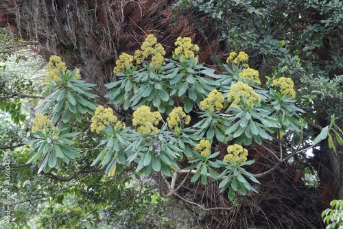 Obraz na płótnie Close up of plant bupleurum fruticosum with yellow flowers, met in Arusha Natonal Park, Tanzania, Africa w salonie