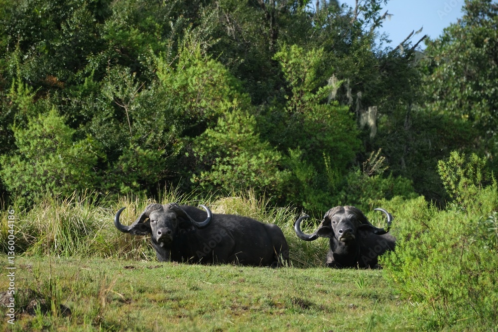 Two buffalo in National Park Arusha, Tanzania
