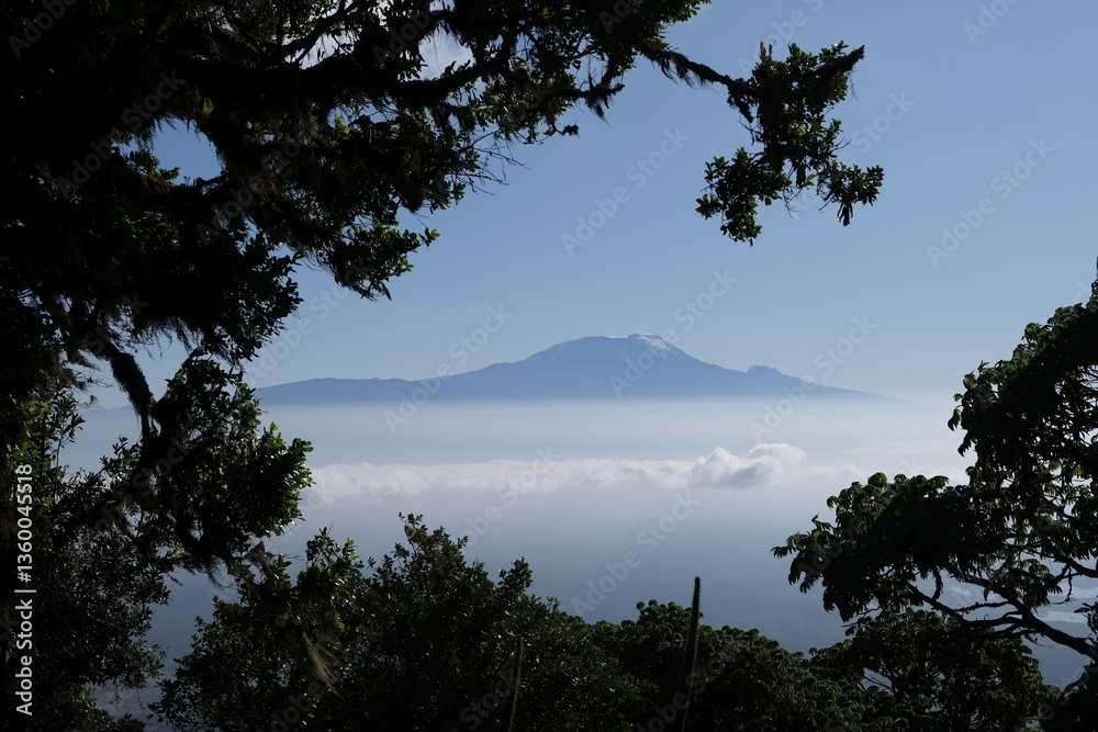 Kilimanjaro above the clouds on horizon framed by tree branches during the Mount Meru trek. Arusha National Park, Tanzania