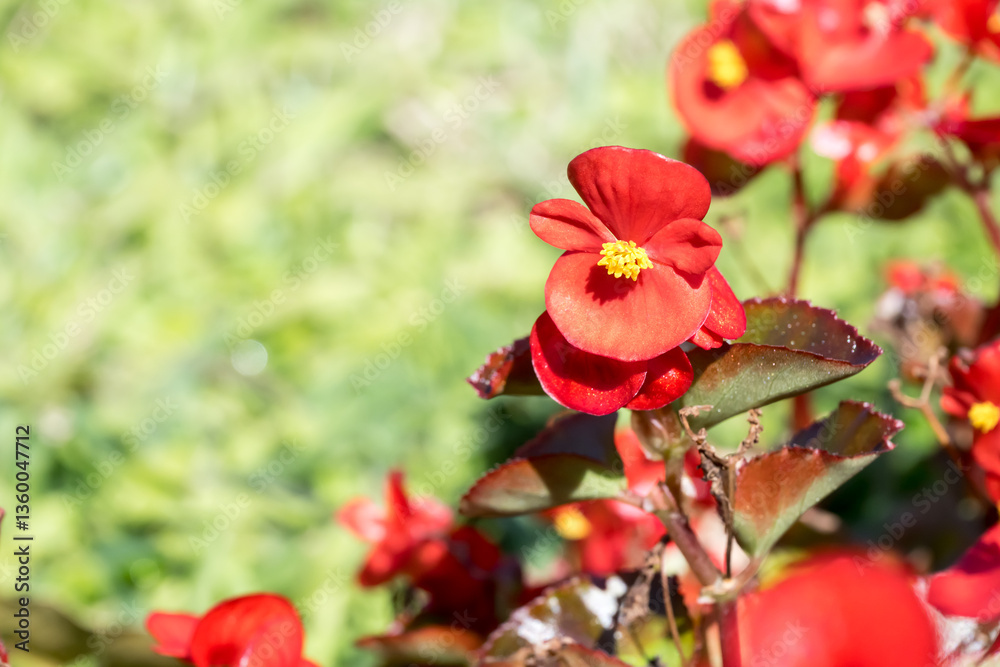 Obraz premium Beautiful wax begonia (begonia semperflorens) flowers.