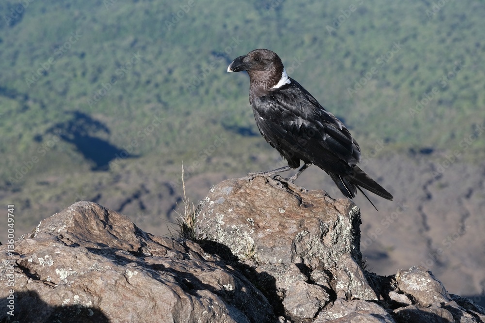 Single Corvus albicollis (Large-billed raven) sitting on rock in mountains on Mount Meru, Arusha national Park, Tanzania, Africa