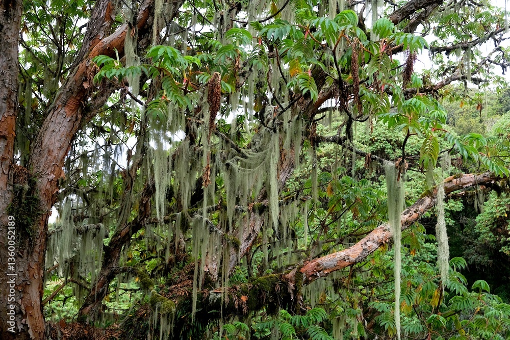 Old Man's Beard (Usnea Barbata) hanging from branches in forest in Arusha National Park, on trail to Mount Meru, Tanzania