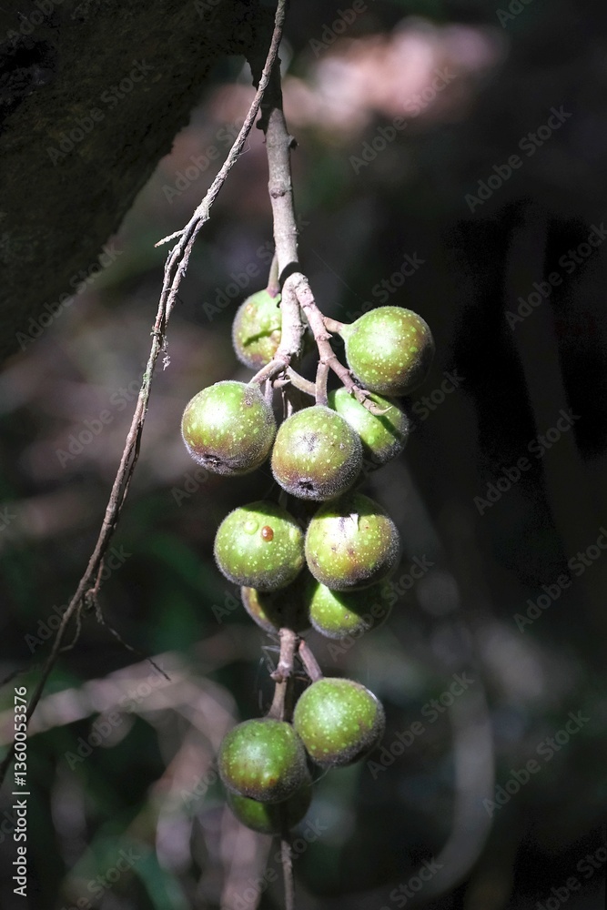 Close up of naturally growing wild ficus polita or Ficus bizanae, met in South Africa, Tanzania, Arusha national park