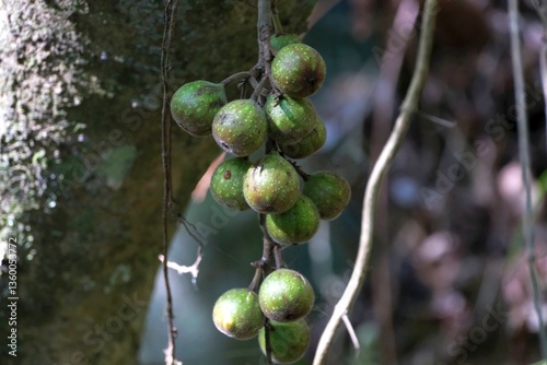 Close up of naturally growing wild ficus polita or Ficus bizanae, met in South Africa, Tanzania, Arusha national park