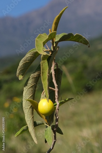 Close up of yellow fruit of Solanum elaeagnifolium (silverleaf nightshade, silver-leaved nightshade), met in South Africa, Tanzania, Arusha national Park. It is toxic plant.