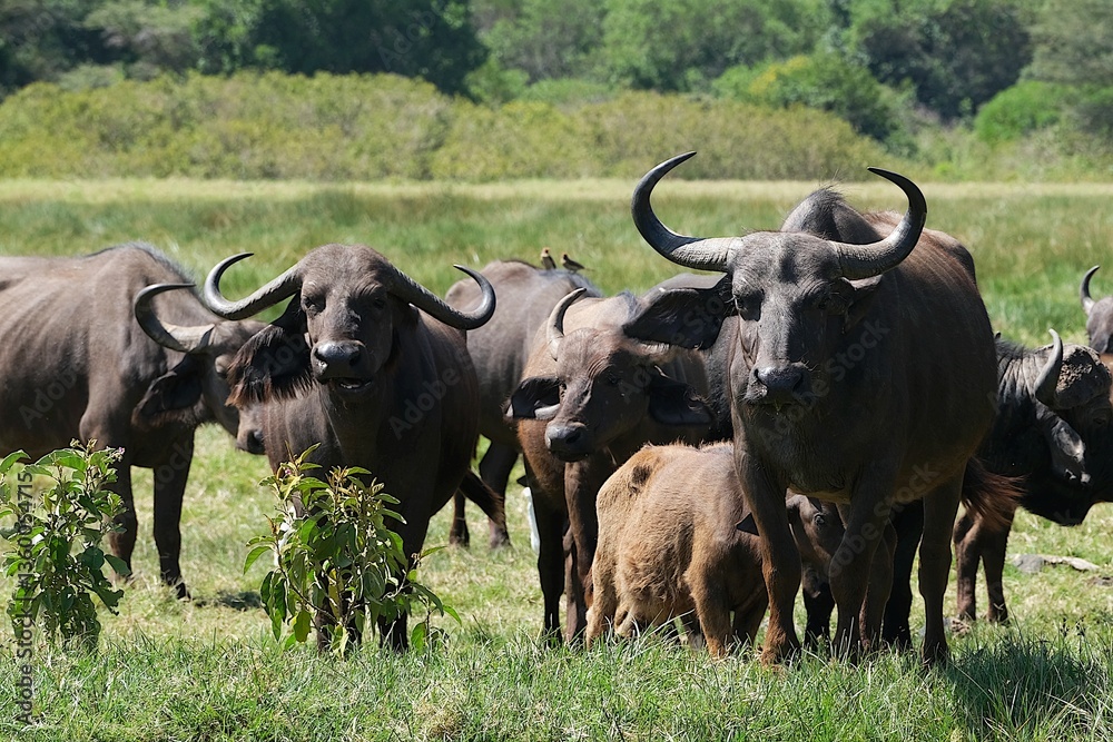Group of buffalo in National Park Arusha, Tanzania