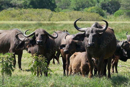 Obraz na płótnie Group of buffalo in National Park Arusha, Tanzania w salonie