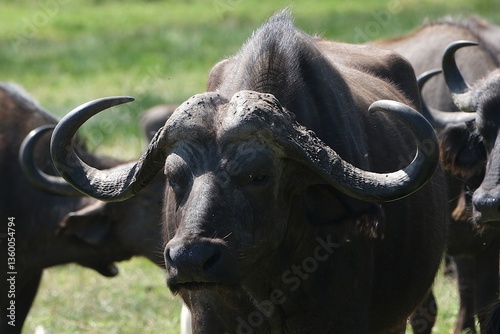 Obraz na płótnie single buffalo in National Park Arusha, Tanzania w salonie