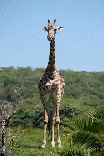Obraz na płótnie Giraffe in Arusha National Park, Tanzania w salonie