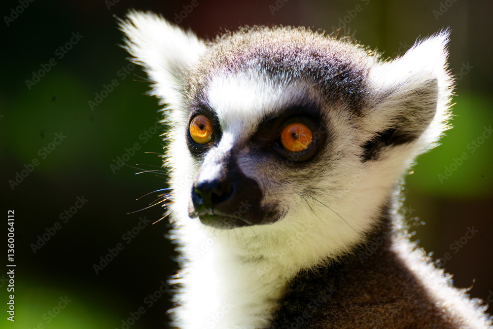 Obraz premium Primer plano de un Lemur