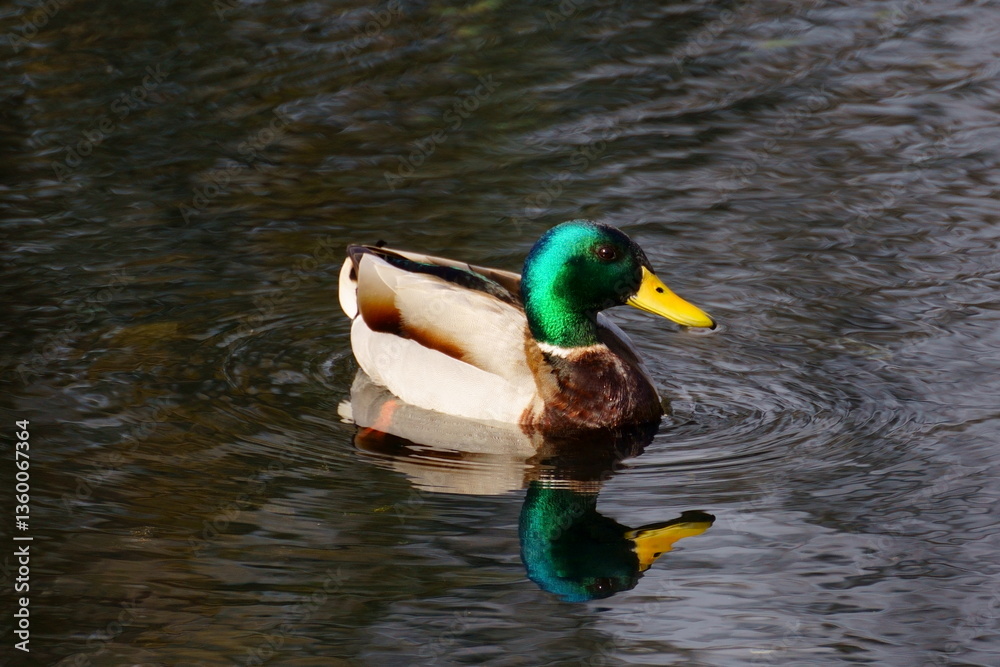 Obraz premium Pato cuchara macho